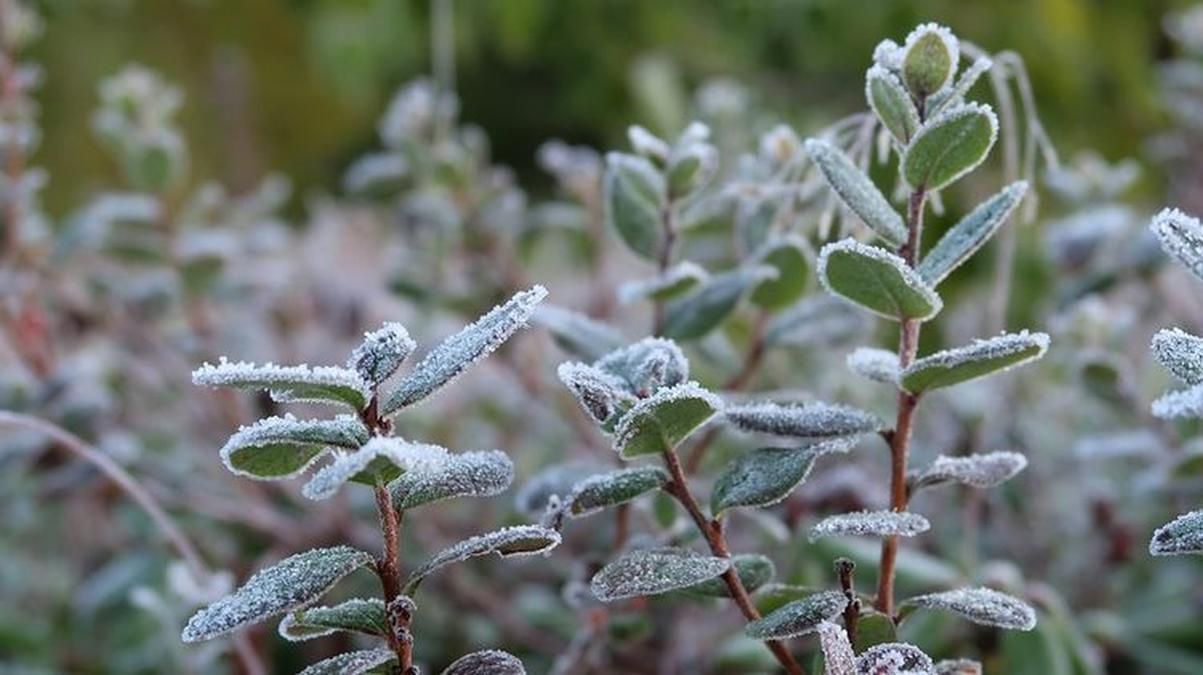 Водителям нужно быть осторожными: во Львове и области прогнозируют сильные заморозки Водителям нужно быть осторожными: во Львове и области прогнозируют сильные заморозки
