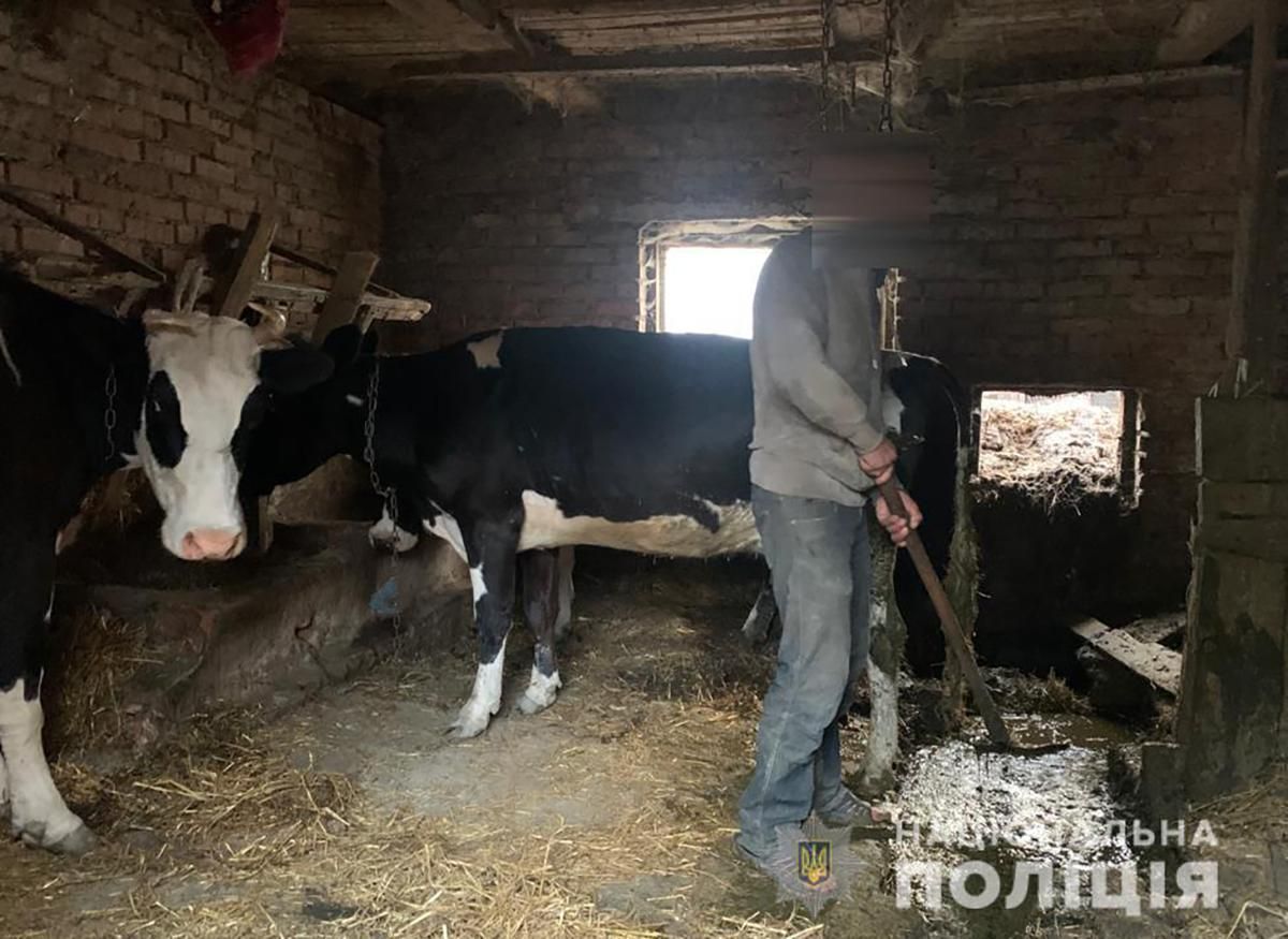 Жінка з Волині, яка тримала в рабстві трьох чоловіків, заявила, що один з них ґвалтував телят - Новини Луцька - 24 Канал