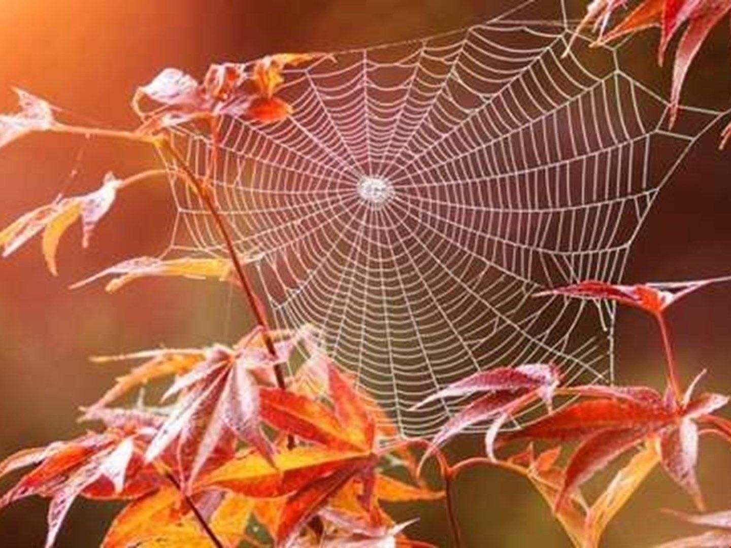 Бабине літо 2021 в Україні: яку погоду прогнозують синоптики Бабине літо 2021 в Україні: яку погоду прогнозують синоптики