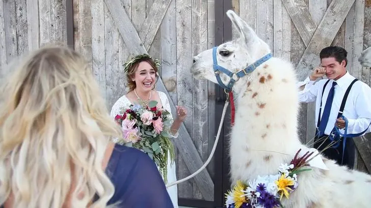 Подружка невесты привела на свадьбу ... ламу!