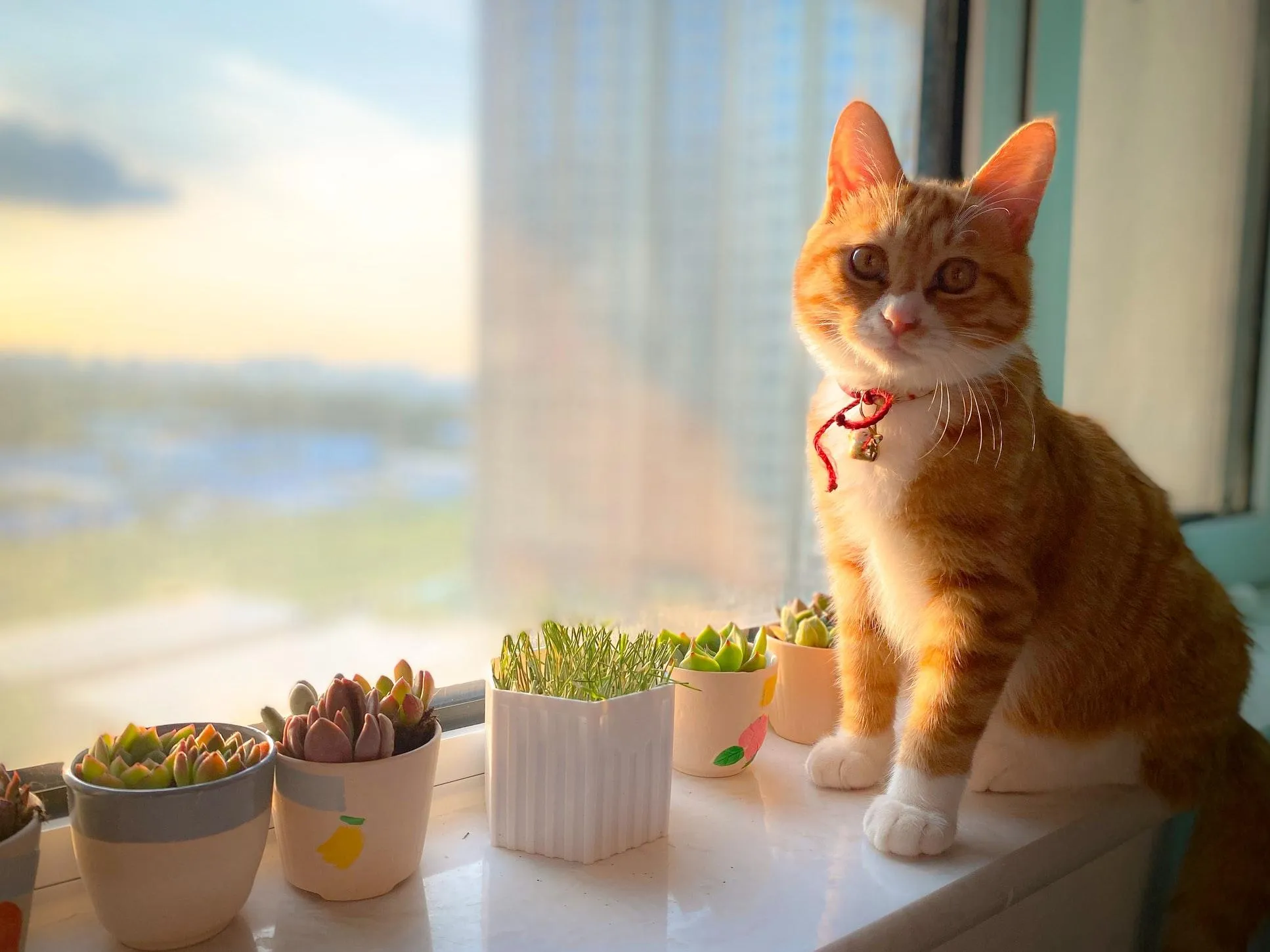 Чому корисно мати кота Чому корисно мати кота