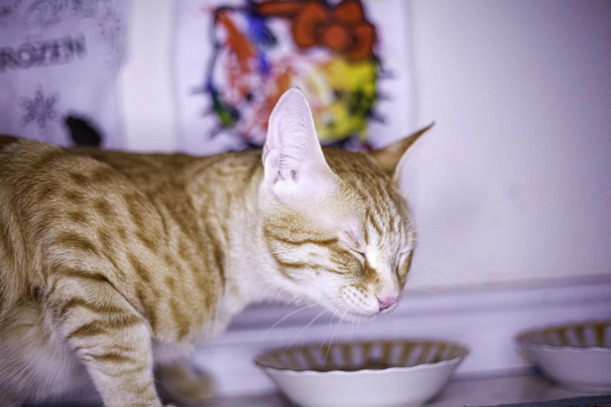 Чому корисно мати кота Чому корисно мати кота