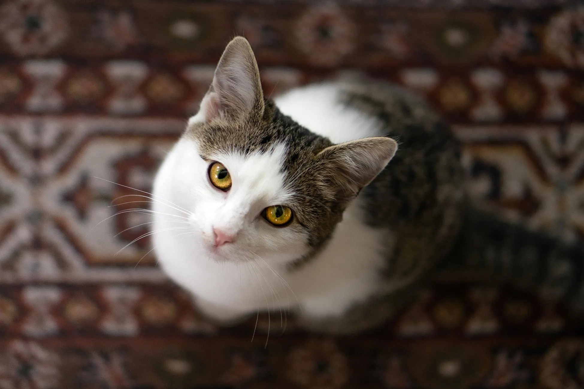 Чому корисно мати кота Чому корисно мати кота