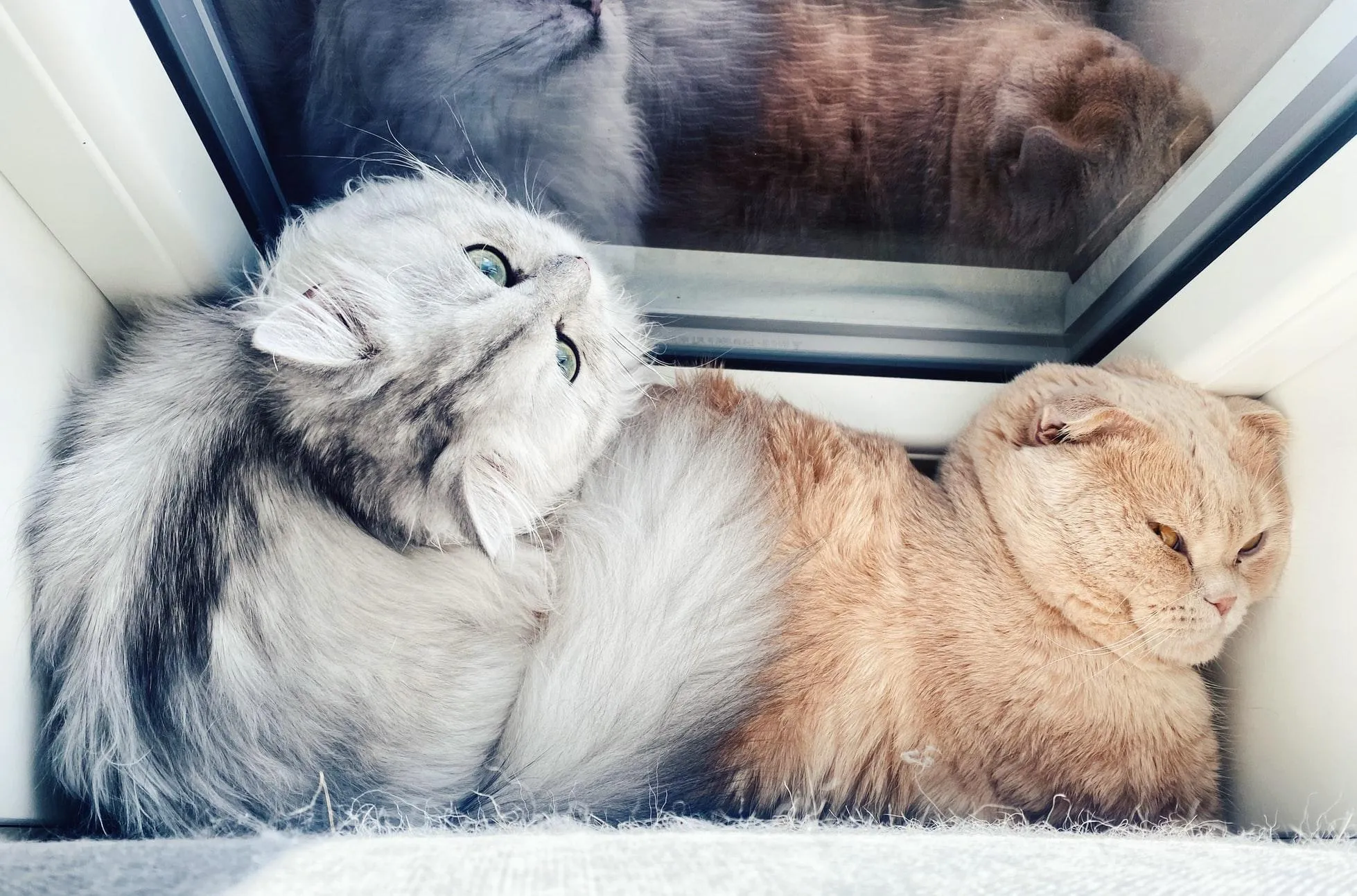 Чому корисно мати кота Чому корисно мати кота