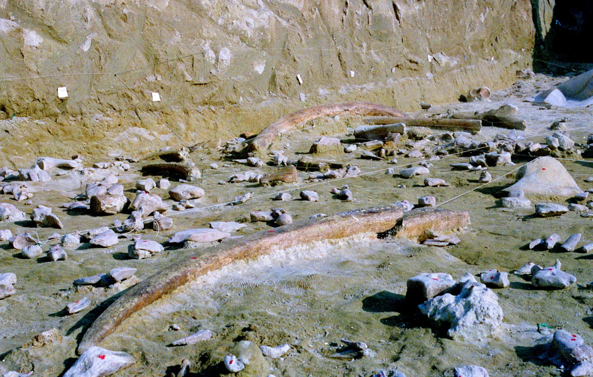 В Італії знайшли кістки слонів, яким близько 400 тисяч років - Новини технологій - Техно В Італії знайшли кістки слонів, яким близько 400 тисяч років - Новини технологій - Техно