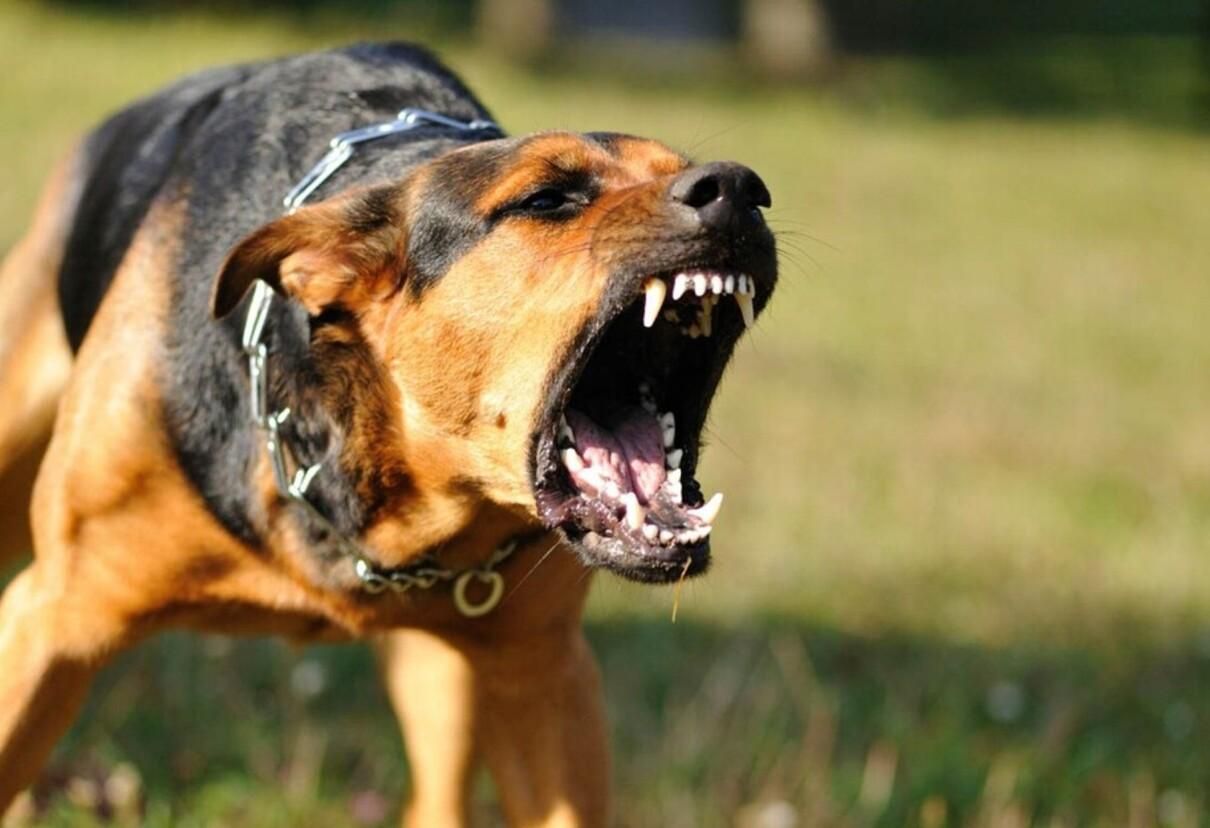 В Херсоне бойцовская собака по указанию хозяйки терроризирует людей: они обратились в полицию