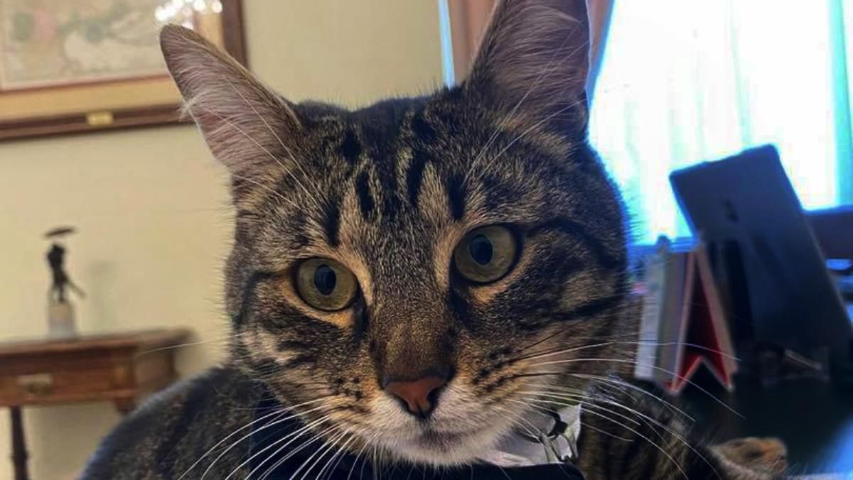 Загубився котячий мер Льова Левчик: міг налякатись вибуху - Львів Загубився котячий мер Льова Левчик: міг налякатись вибуху - Львів