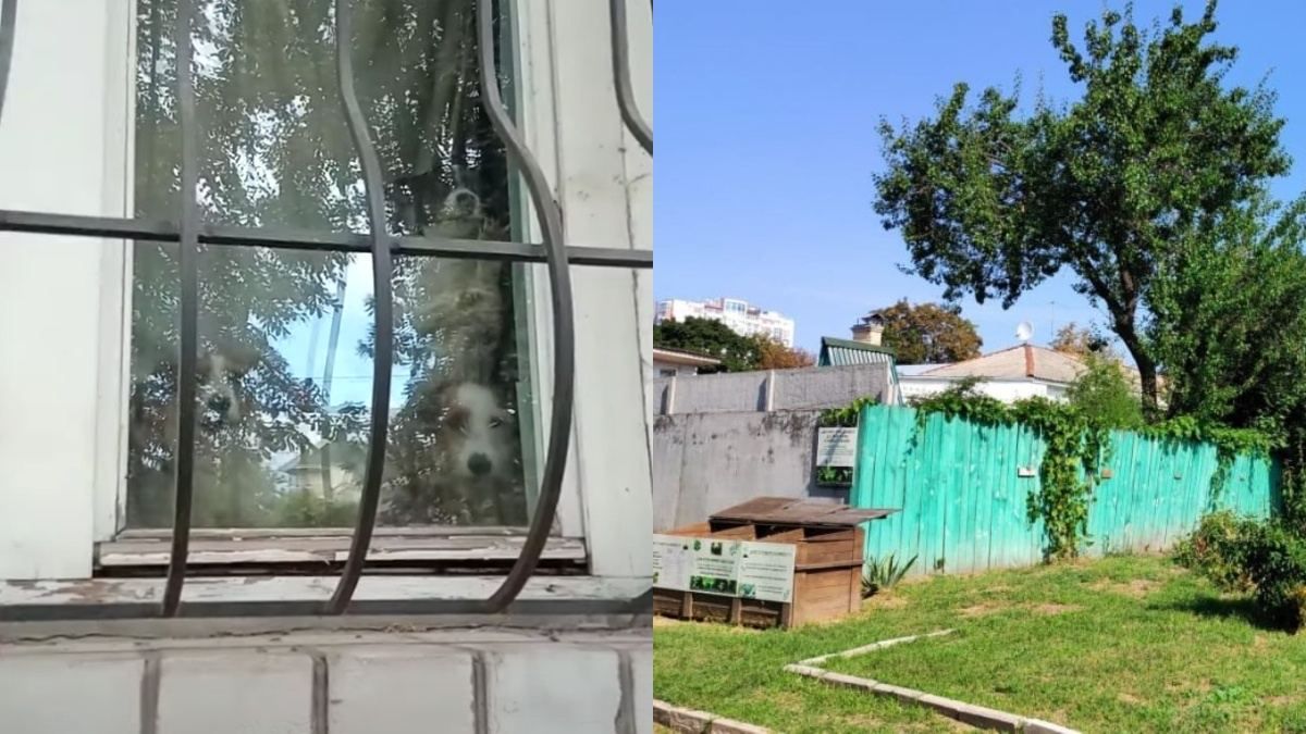 Животные едят друг друга: в доме погибшего в Черкассах мальчика голодают собаки Животные едят друг друга: в доме погибшего в Черкассах мальчика голодают собаки