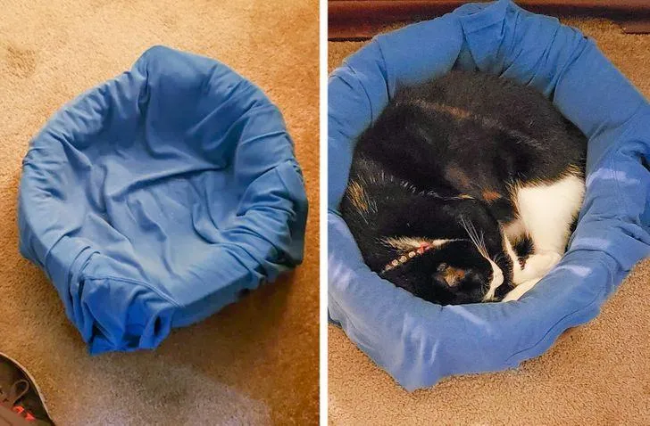 Якщо кіт не спить у власному ліжечку, просто покладіть туди свою сорочку чи футболку Якщо кіт не спить у власному ліжечку, просто покладіть туди свою сорочку чи футболку