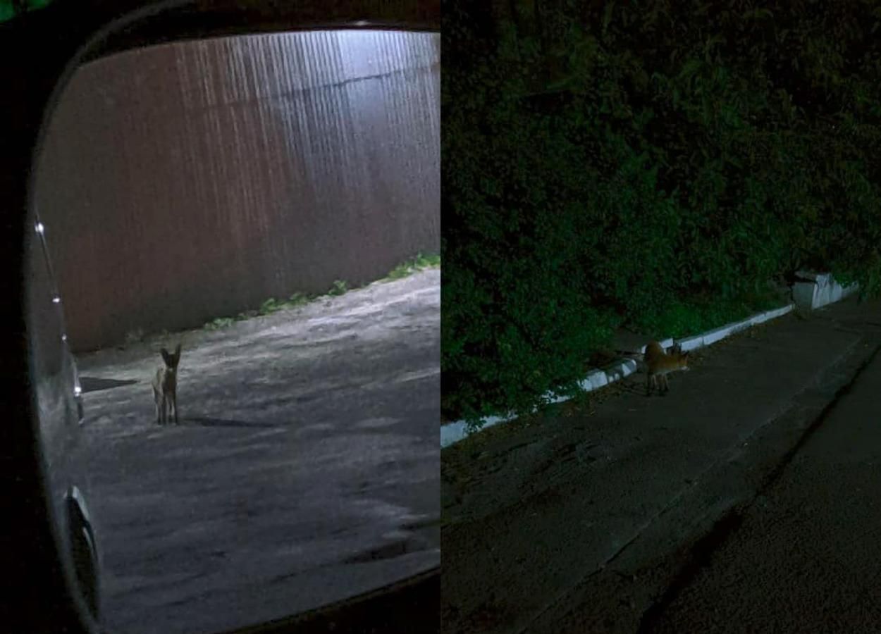 У Львові на території спорткомплексу помітили лисицю - Новини Львів - Львів У Львові на території спорткомплексу помітили лисицю - Новини Львів - Львів