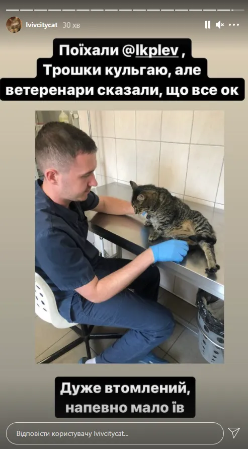 Левчик нарешті вдома: котячий мер Львова повернувся у міськраду Левчик нарешті вдома: котячий мер Львова повернувся у міськраду