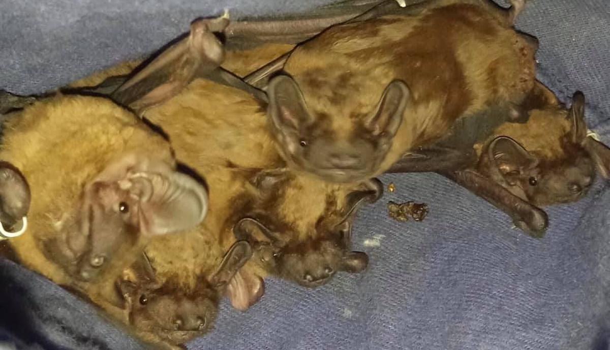 Харьковский университет Каразина атаковала стая летучих мышей: жуткие фото Харьковский университет Каразина атаковала стая летучих мышей: жуткие фото