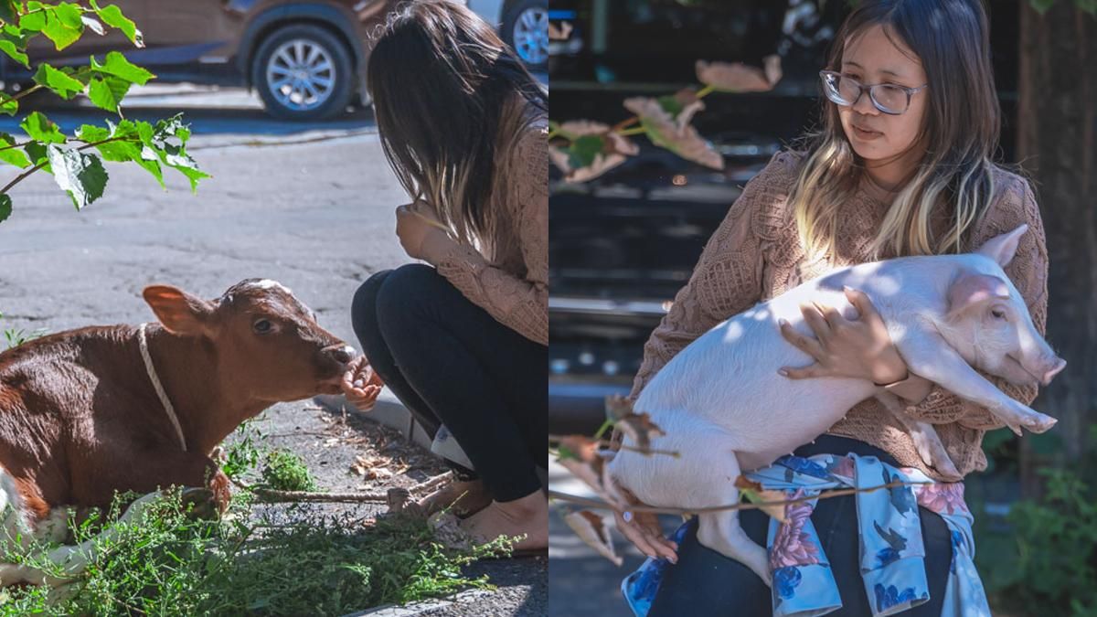 Рятувала від забою: у Дніпрі американка тримає у квартирі теля та свинку - 24 Канал Рятувала від забою: у Дніпрі американка тримає у квартирі теля та свинку - 24 Канал