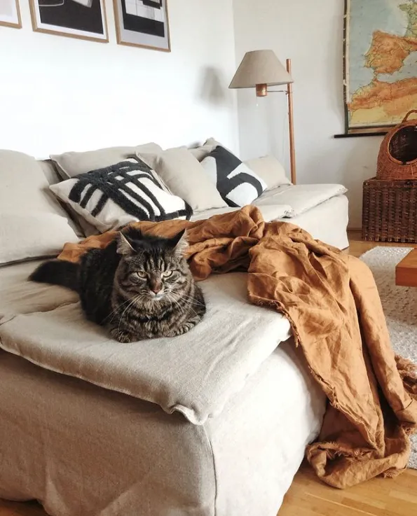 Почти как Grumpy Cat: 10 котиков с очень печальными мордами – курьезные фото Почти как Grumpy Cat: 10 котиков с очень печальными мордами – курьезные фото