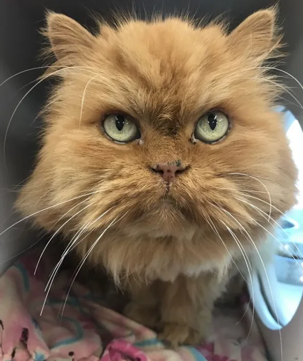 Почти как Grumpy Cat: 10 котиков с очень печальными мордами – курьезные фото Почти как Grumpy Cat: 10 котиков с очень печальными мордами – курьезные фото