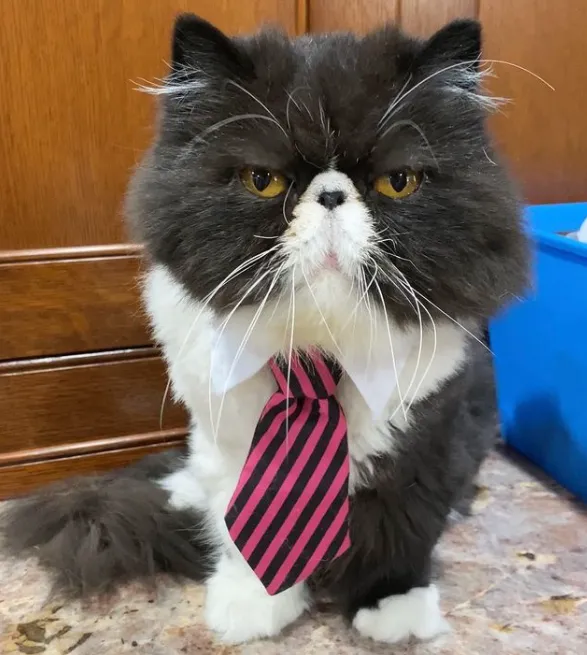 Почти как Grumpy Cat: 10 котиков с очень печальными мордами – курьезные фото Почти как Grumpy Cat: 10 котиков с очень печальными мордами – курьезные фото