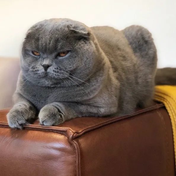 Почти как Grumpy Cat: 10 котиков с очень печальными мордами – курьезные фото