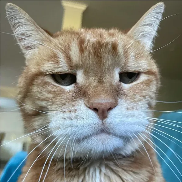 Почти как Grumpy Cat: 10 котиков с очень печальными мордами – курьезные фото