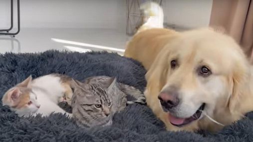 Делал все возможное: несчастный пес не мог выгнать кошек со своей кровати – смешное видео