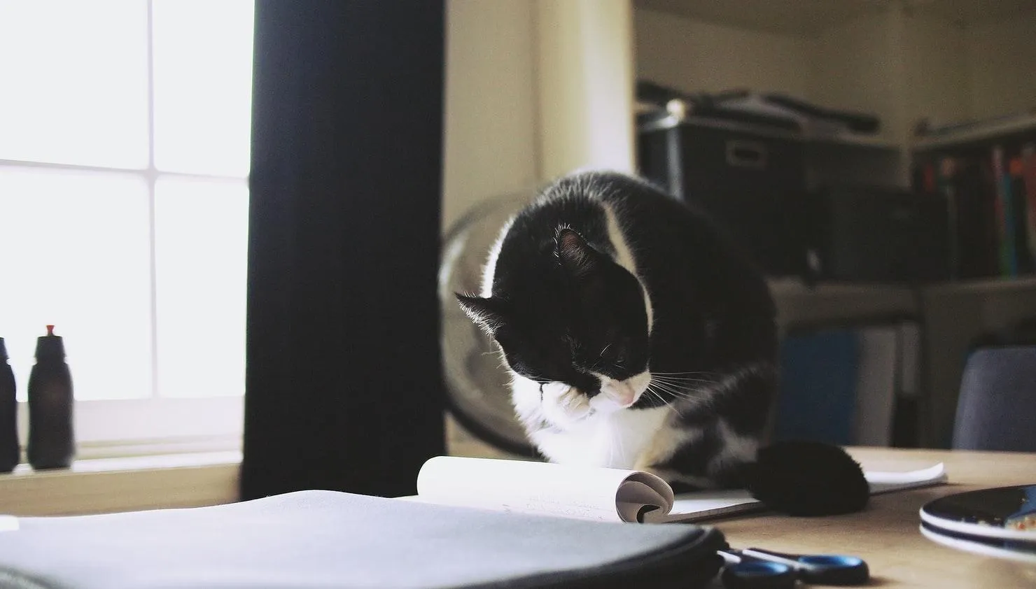 Почему кошки так любят сбрасывать вещи из стола: 3 неожиданные причины