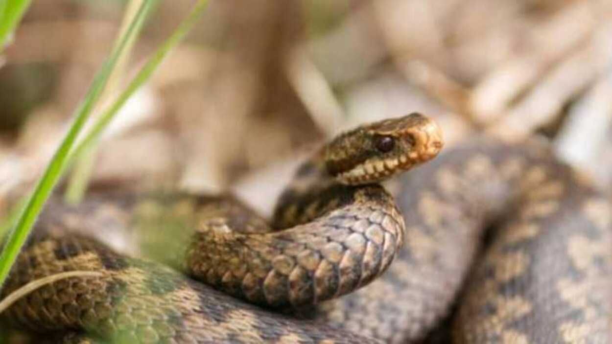 На Львовщине 23-летняя девушка попала в больницу из-за укуса змеи На Львовщине 23-летняя девушка попала в больницу из-за укуса змеи