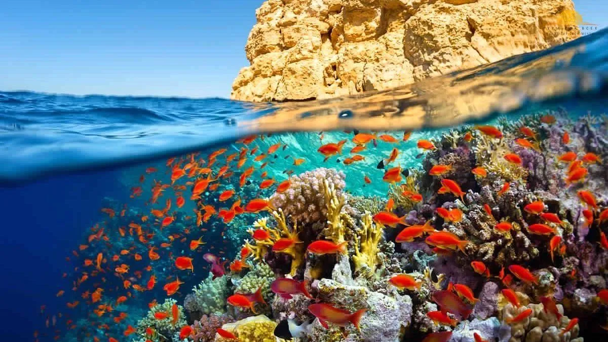 Кораловий риф у Шарм-ель-Шейху