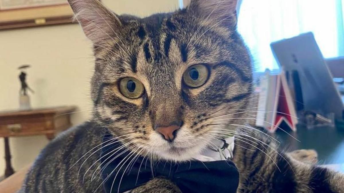 Левчик повернувся: як у Львові шукали головного кота міста - Новини Львова сьогодні - Львів Левчик повернувся: як у Львові шукали головного кота міста - Новини Львова сьогодні - Львів