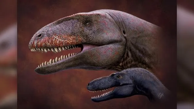 Порівняння розмірів Улугбекзавра з тиранозавром Timurlengia