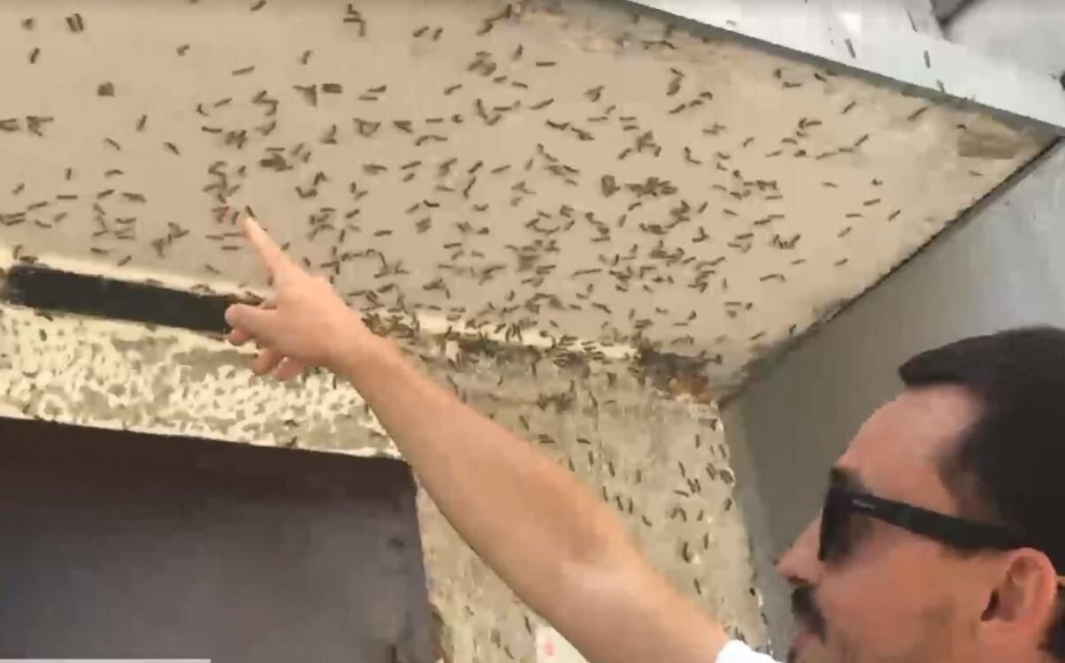 Падают с деревьев, как дождь: под Херсоном тысячи гусениц уничтожают парки Падают с деревьев, как дождь: под Херсоном тысячи гусениц уничтожают парки