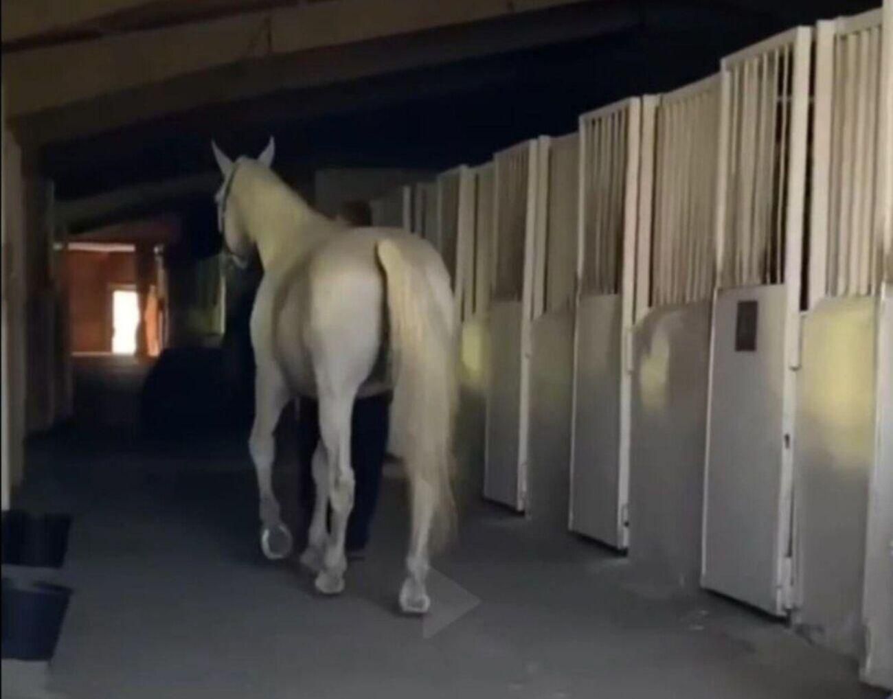 Коня, який впав в центрі Одеси, власник передав у притулок - Новини Одеси - 24 Канал Коня, який впав в центрі Одеси, власник передав у притулок - Новини Одеси - 24 Канал