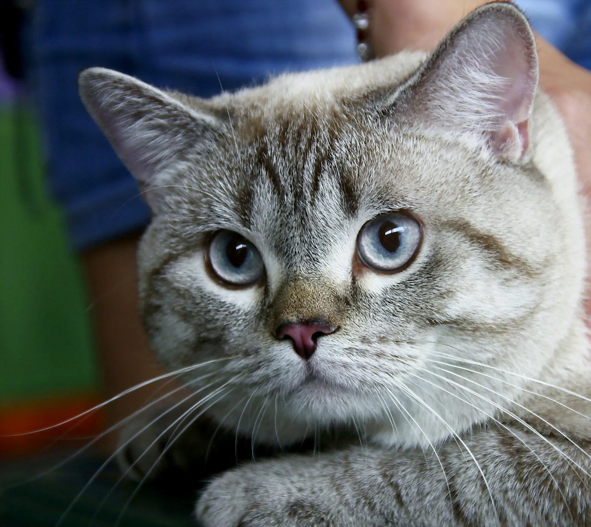 Чому кішки стали смугастими Чому кішки стали смугастими