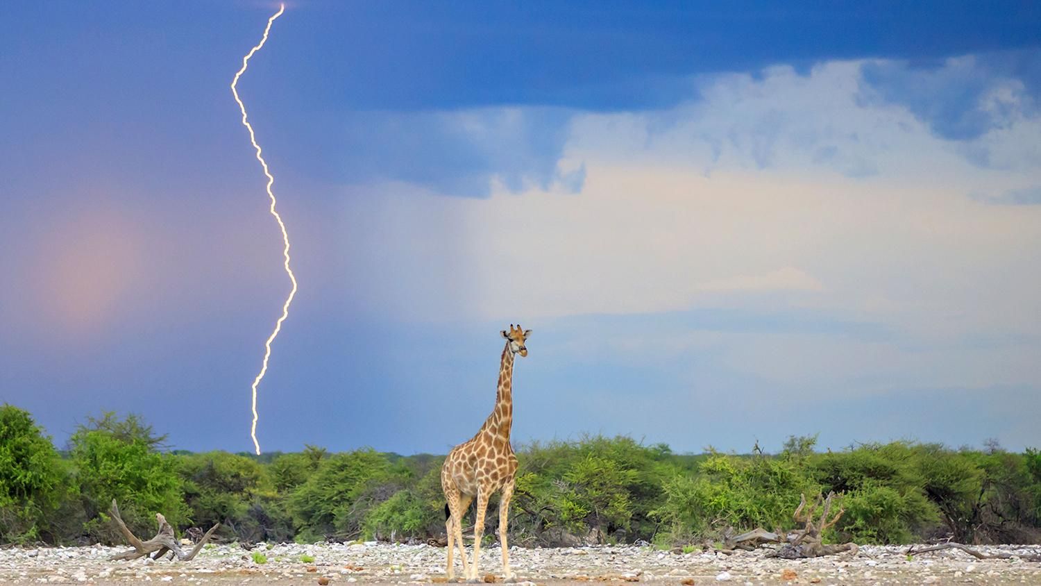 У жирафов выше шанс получить удар молнией: правда или вымысел