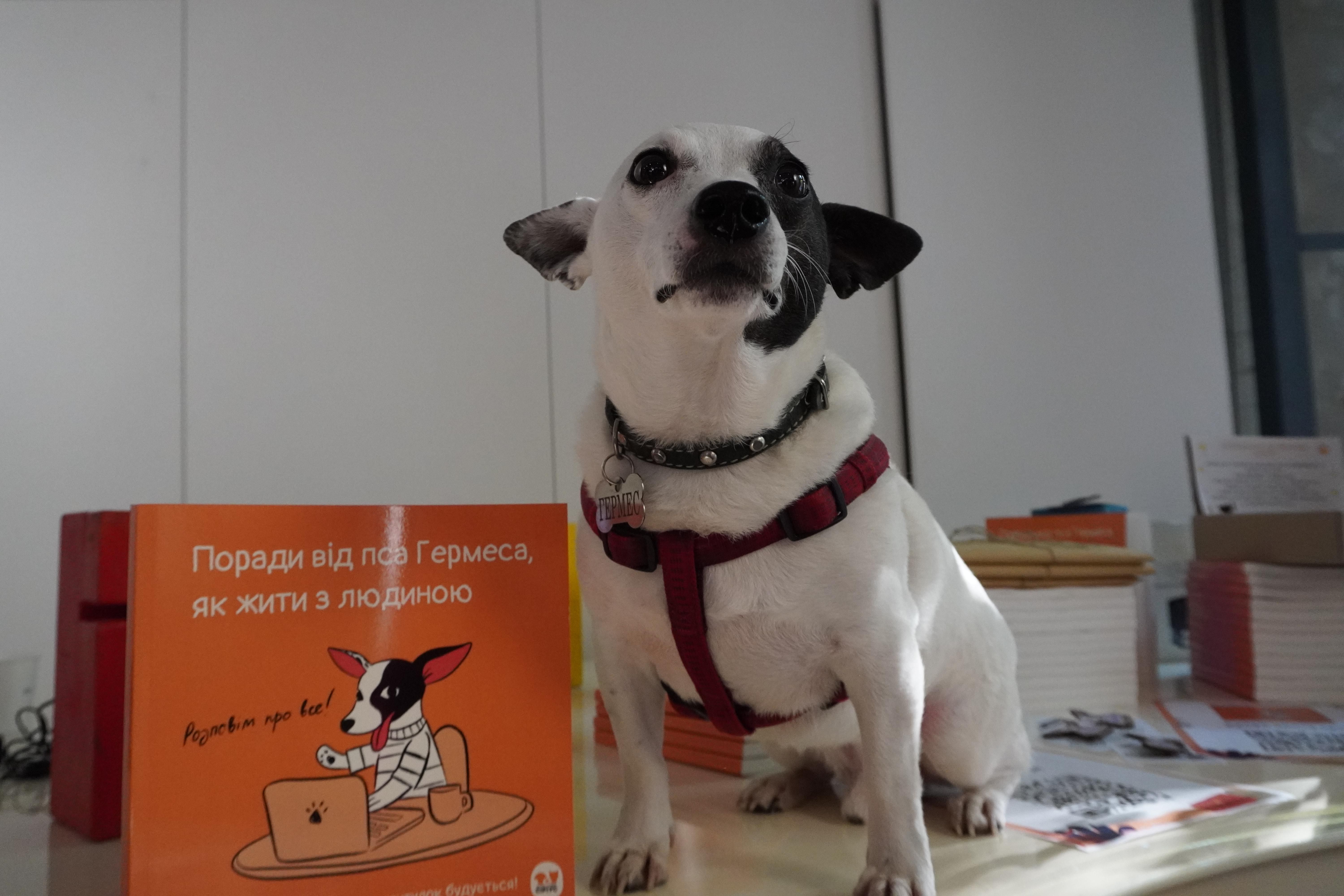 Як допомогти безпритульним тваринам та змінити свідомість людей: розповідає пес Гермес - Україна новини - 24 Канал Як допомогти безпритульним тваринам та змінити свідомість людей: розповідає пес Гермес - Україна новини - 24 Канал