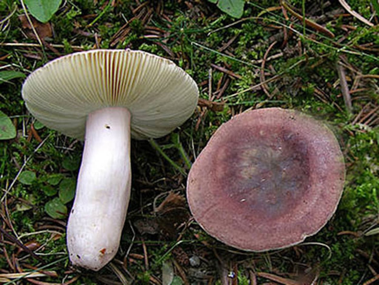 Перепутали поганку с сыроежкой: трое львовян попали в реанимацию из-за отравления грибами Перепутали поганку с сыроежкой: трое львовян попали в реанимацию из-за отравления грибами