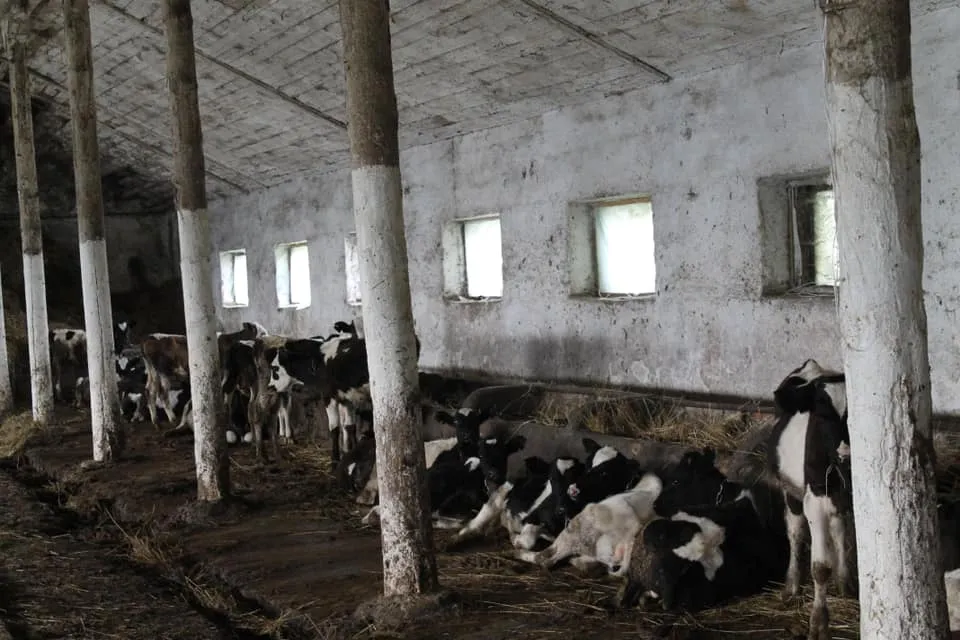 Зоозахисники заявили про жорстоке поводження з тваринами на фермі львівського вишу Зоозахисники заявили про жорстоке поводження з тваринами на фермі львівського вишу