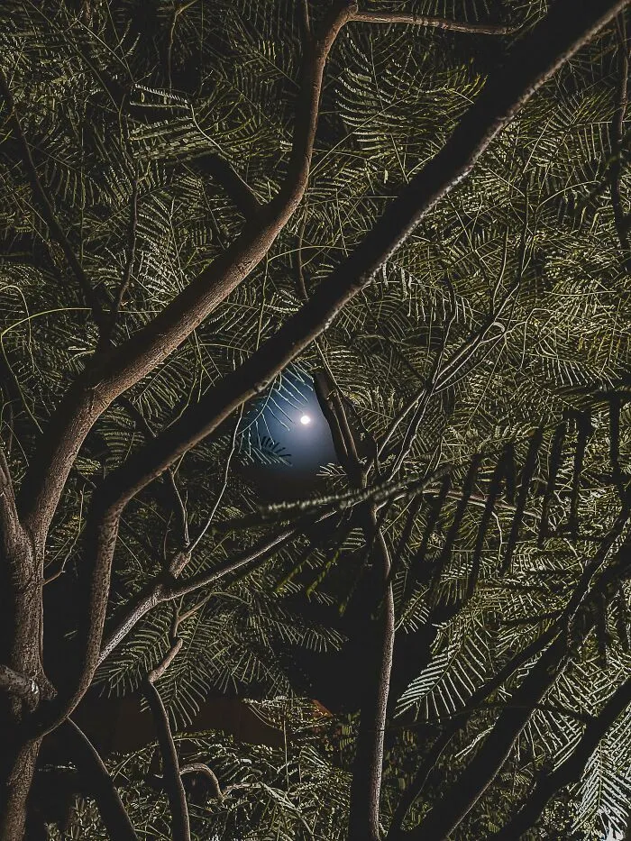 Здається, що це блискуча синя кулька застрягла між гілок Здається, що це блискуча синя кулька застрягла між гілок