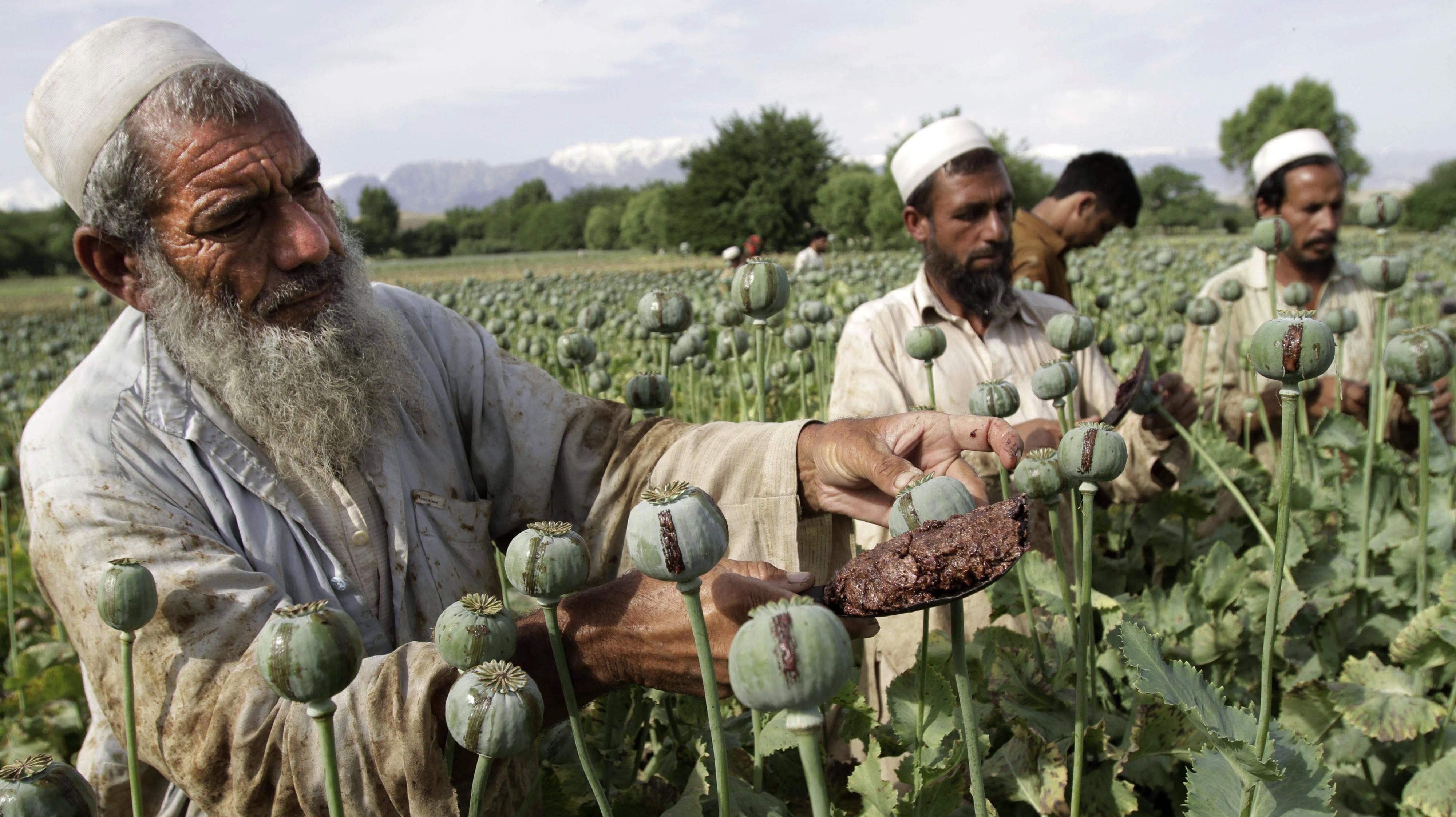 Товарами талибов являются наемники и наркотики, – аналитик о потере ВВП в Афганистане