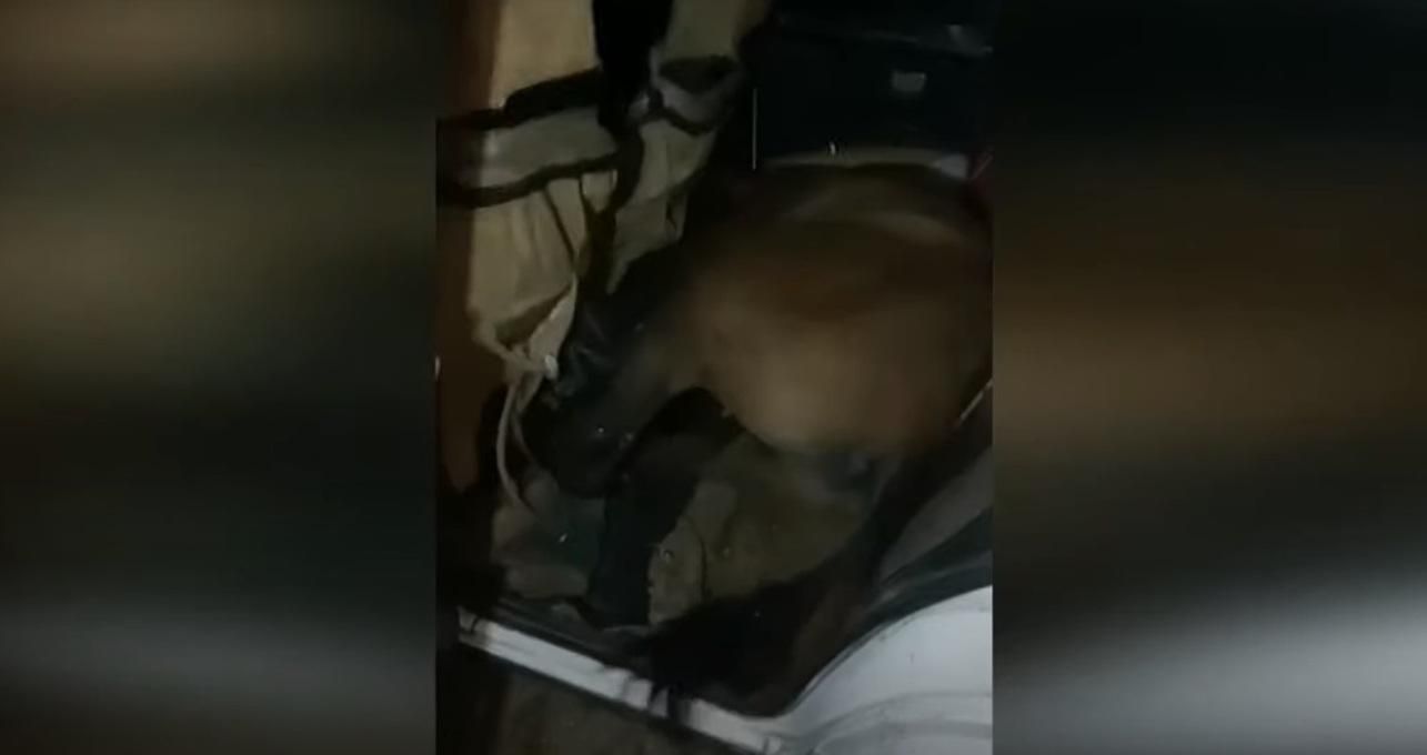 У Казахстані затримали водія з живим конем у салоні: відео з автівки - 24 Канал У Казахстані затримали водія з живим конем у салоні: відео з автівки - 24 Канал