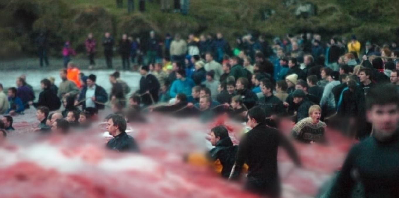 На фарерских островах убили более 1 400 дельфинов: фото На фарерских островах убили более 1 400 дельфинов: фото