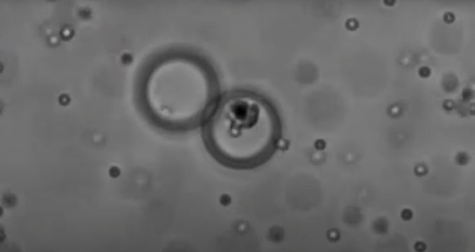 Вчені досягли прориву у ствоенні штучних клітин: тепер вони мають одну з головних функцій - Новини технологій - Техно Вчені досягли прориву у ствоенні штучних клітин: тепер вони мають одну з головних функцій - Новини технологій - Техно