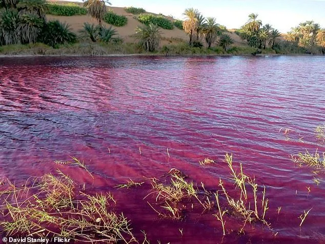 Кривово-червона вода у Йорданії