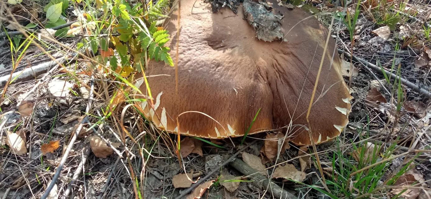 Великий гриб 1 кілограм Київ Фастівський район
