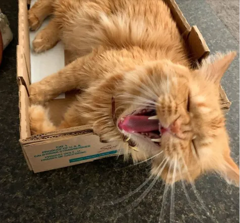 Фото котів у коробках Фото котів у коробках