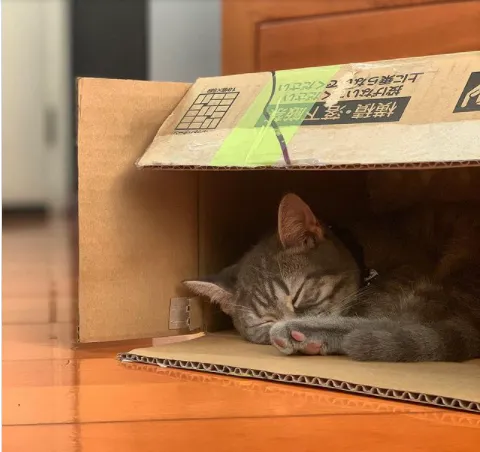 Фото котов в коробках