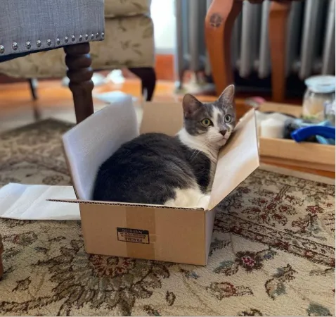 Фото котів у коробках