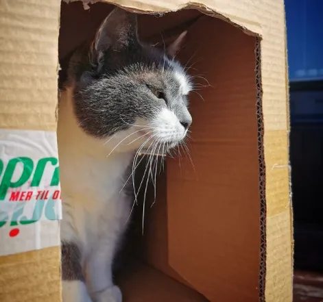 Фото котів у коробках Фото котів у коробках