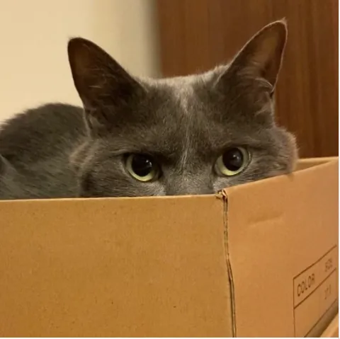 Фото котів у коробках Фото котів у коробках