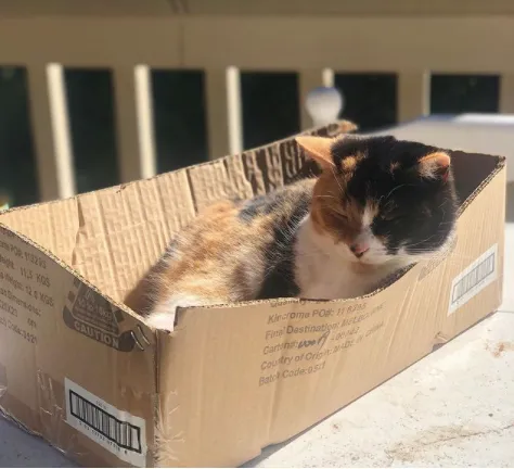 Фото котів у коробках