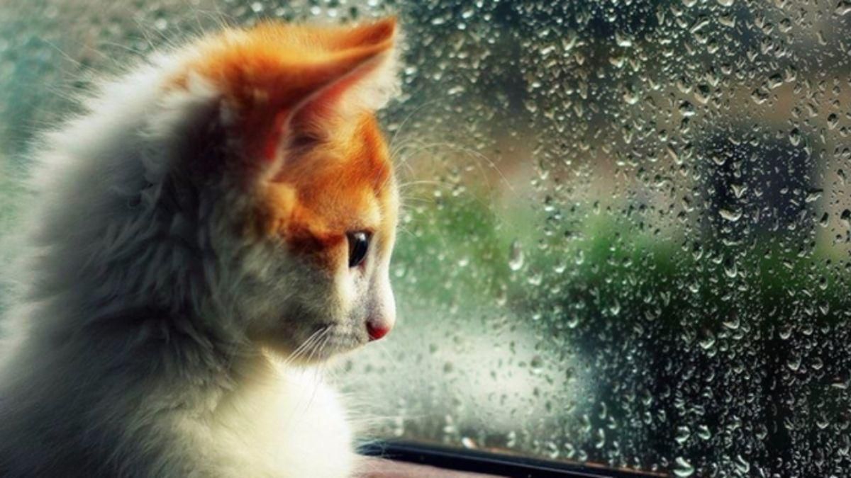 Мощные грозы и ливни: в Украине – штормовое предупреждение Мощные грозы и ливни: в Украине – штормовое предупреждение