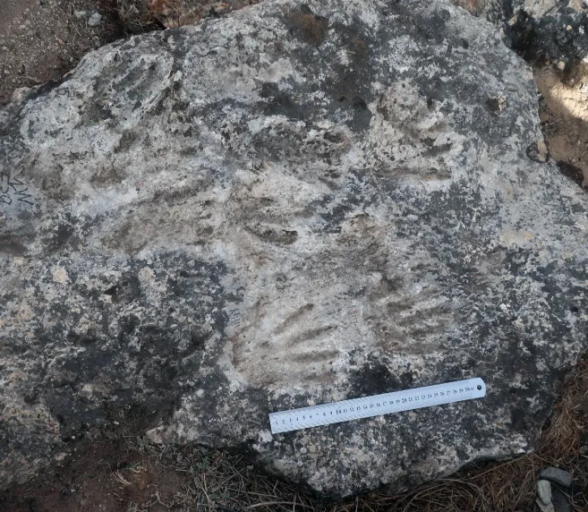 Сліди, застиглі в камені Сліди, застиглі в камені